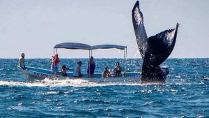 ballenas El Salvador