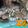 Pinguinos zoo agurora guatemala city tour el salvador